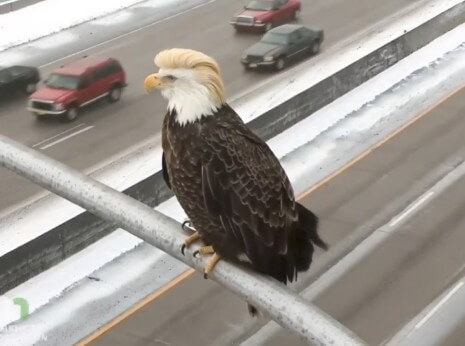 The Commander-in-Beak